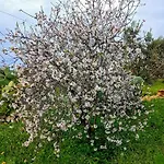 Mandulivi, Nel Mandorleto E Mansarda Vista Mare Apartamento Villaggio Azzurro