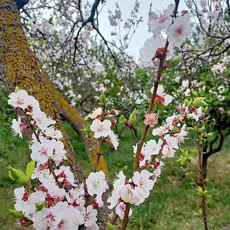 Mandulivi, Nel Mandorleto E Mansarda Vista Mare Apartamento