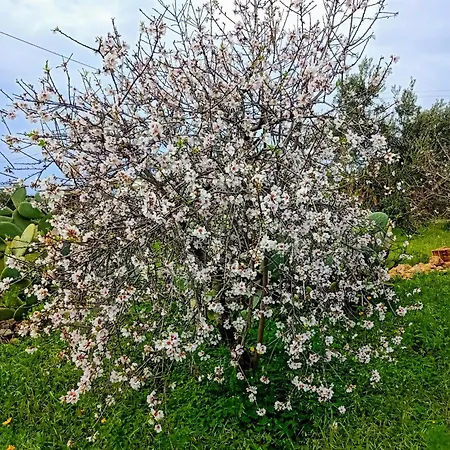 Mandulivi, Nel Mandorleto E Mansarda Vista Mare Apartamento Villaggio Azzurro